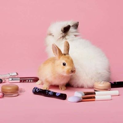 Thuần chay là gì? Tôn trọng dộng vật và môi trường